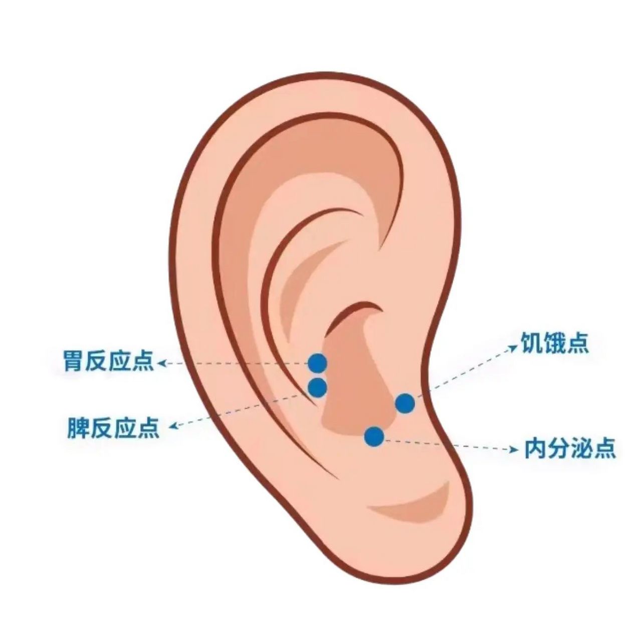 耳朵脾胃准确位置图片图片