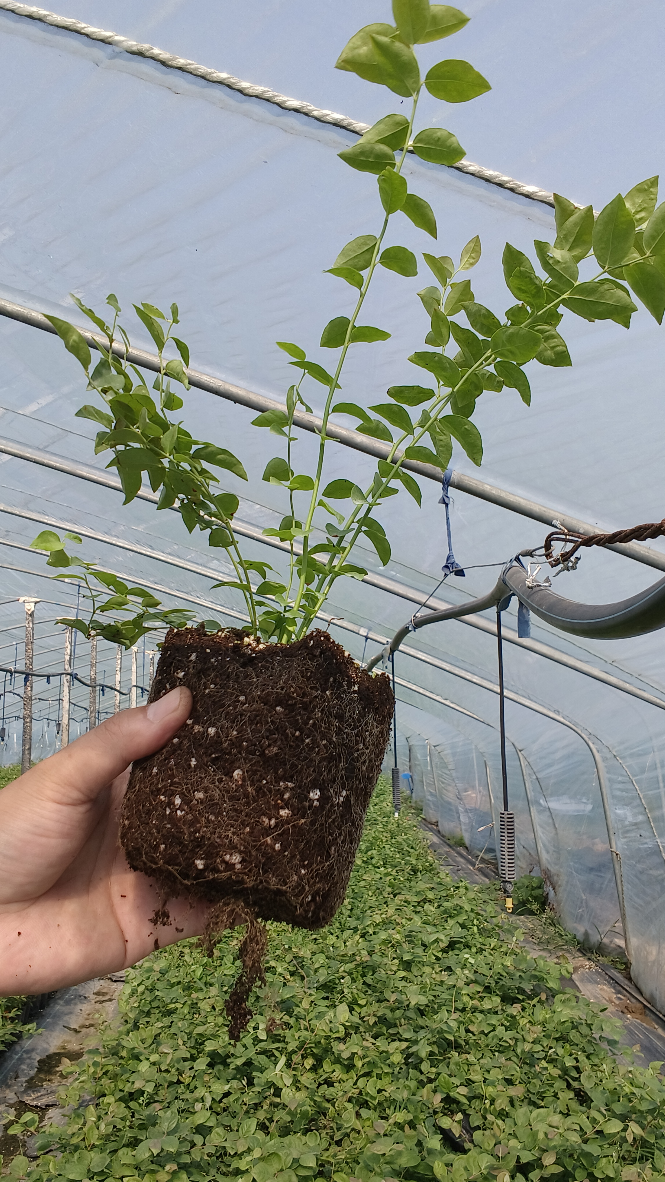 莱克西蓝莓苗的特性,适合河北种植的杜克蓝莓苗!