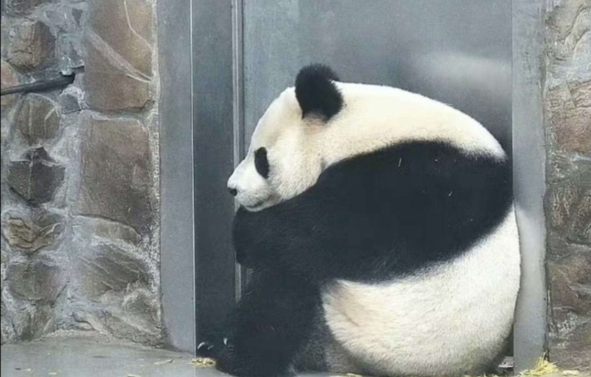 起猛了 这只熊猫怎么会抱腿坐?