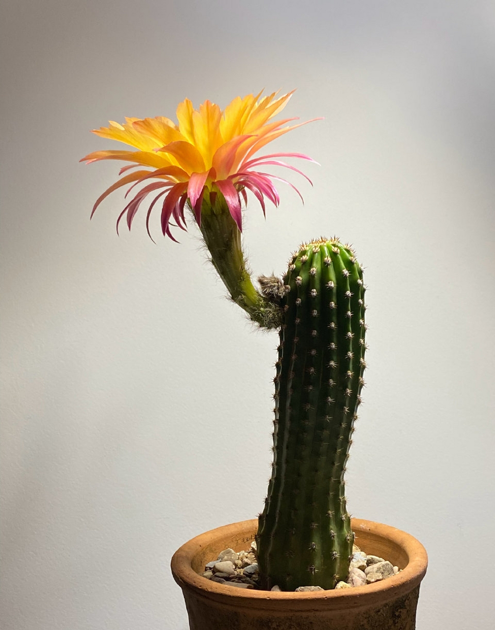 特别的花形,漂亮的复色 毛花柱,超级杏 这名字是说它像熟透的杏梅么?