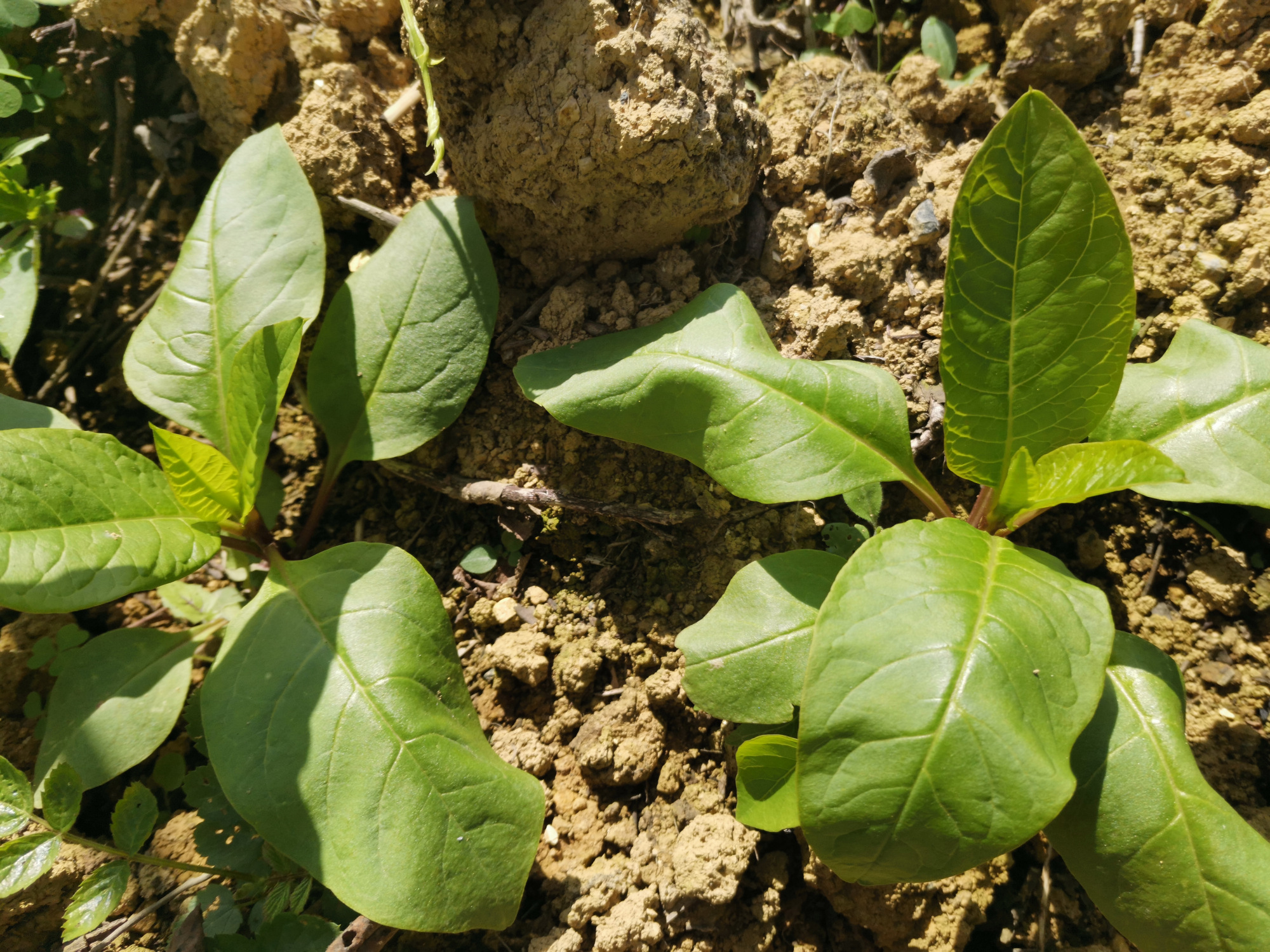 小道旁的野菜:野红参