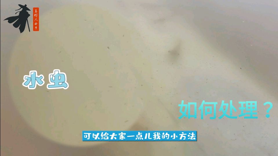 南美白对虾,池塘水虫太多肥水困难怎么办?