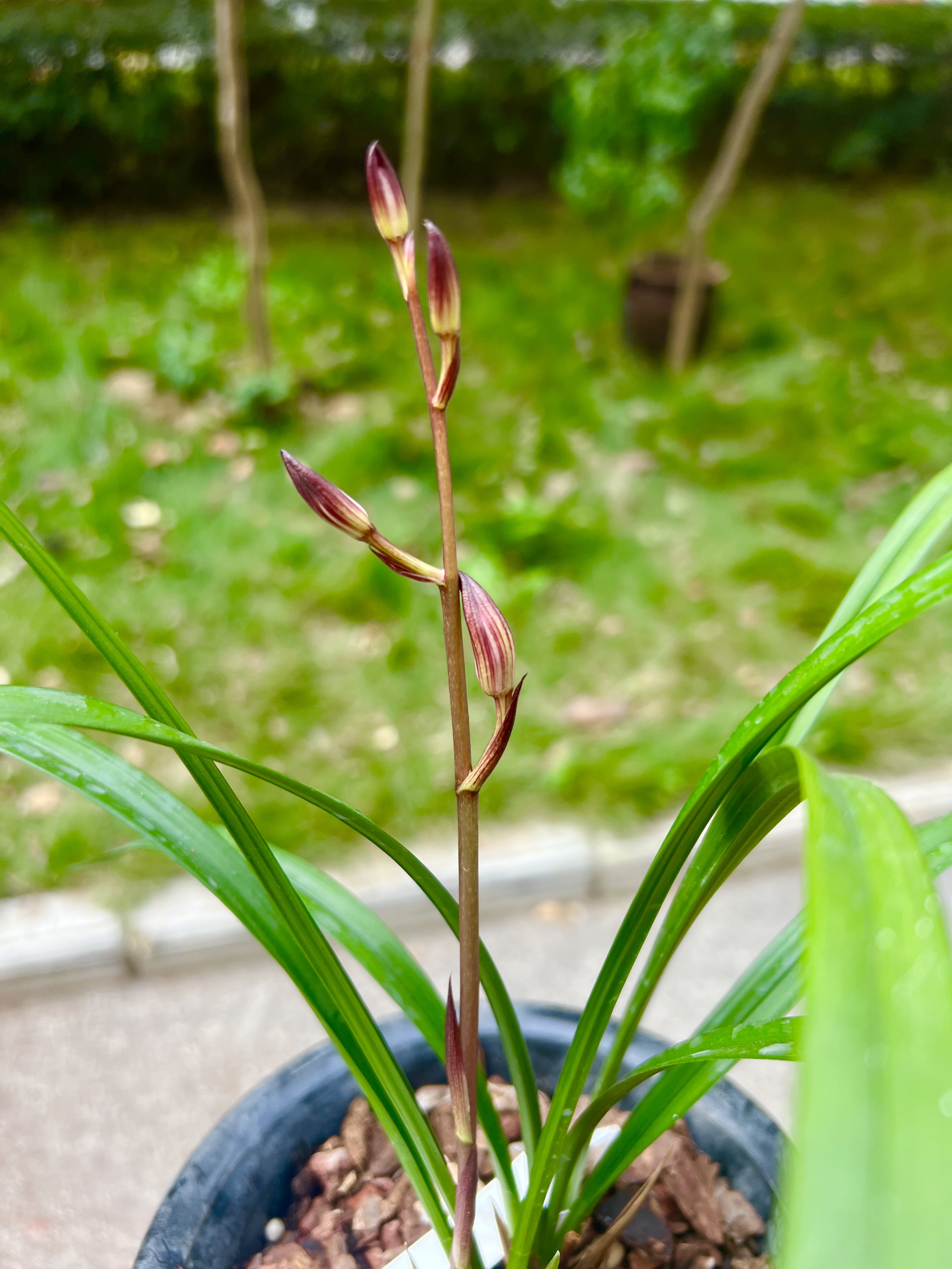 建兰墨宝,秋榜茶城榜荷,寒兰雪中红.@兰花吧的动态