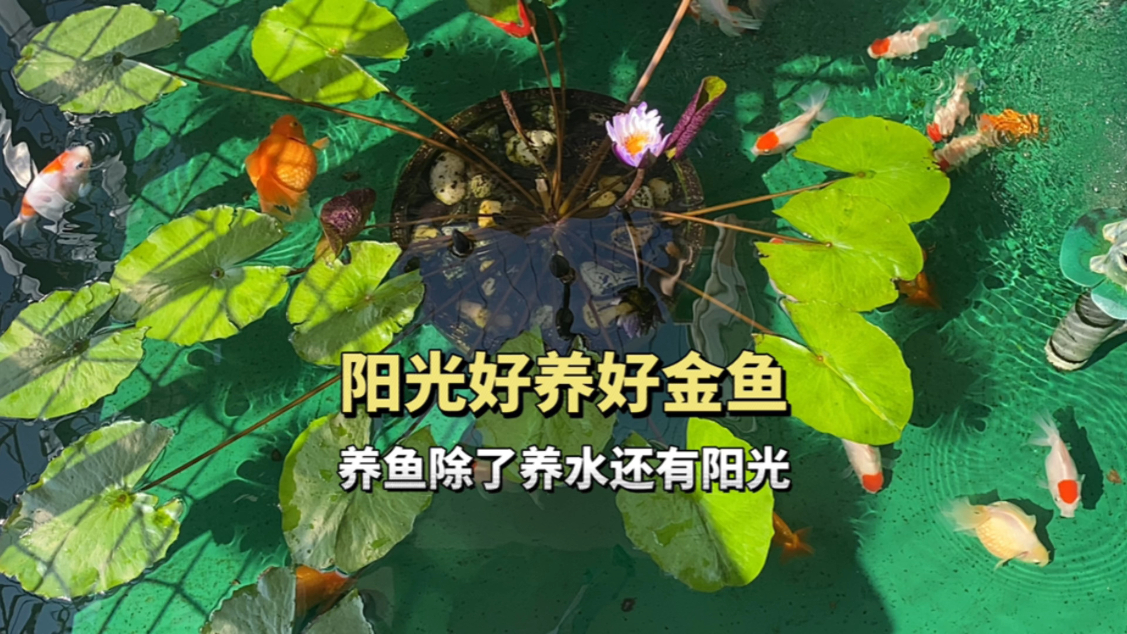 阳光好是养好金鱼的关键,养金鱼除了养水还需要阳光