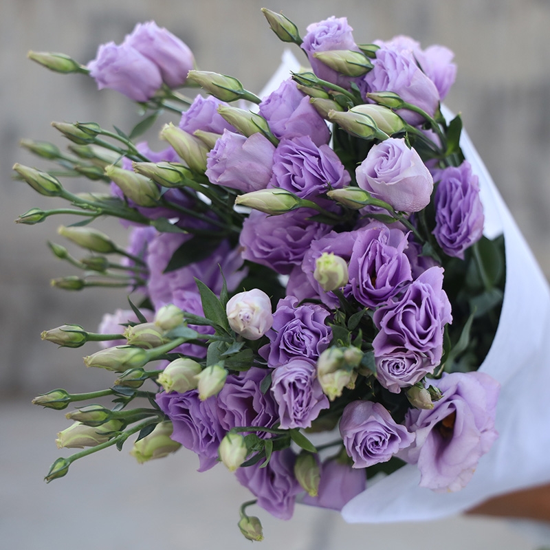 洋桔梗代表什么意思?