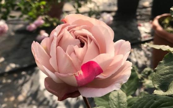 月季花伊芙六号、天使之吻、四度芬芳、胭脂香水
