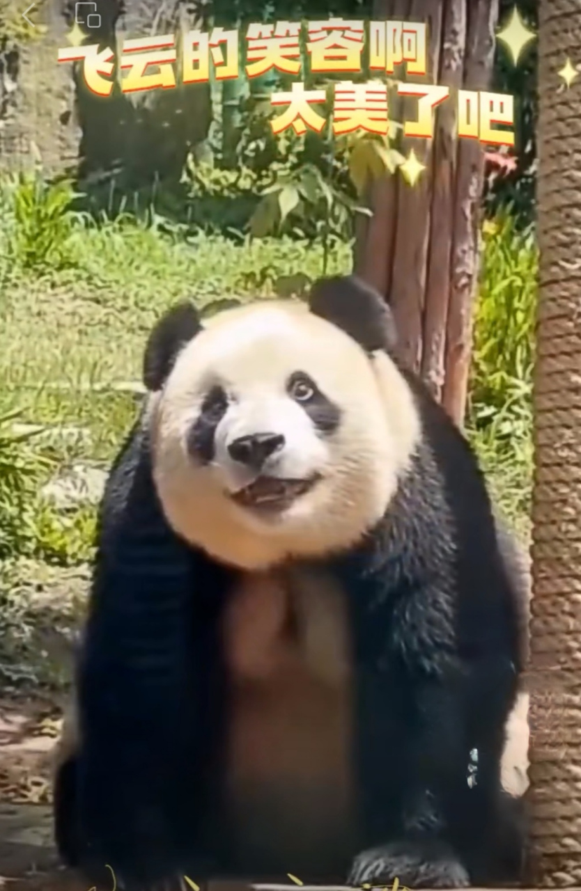 有没有觉得看着飞云那憨憨的笑容,你也会情不自禁嘴角上扬#熊猫