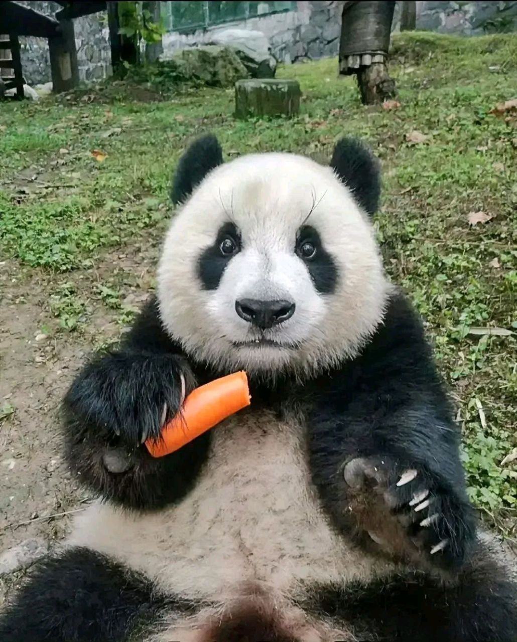 这只大熊猫的名字,叫做兴安,又叫做珍不高兴.