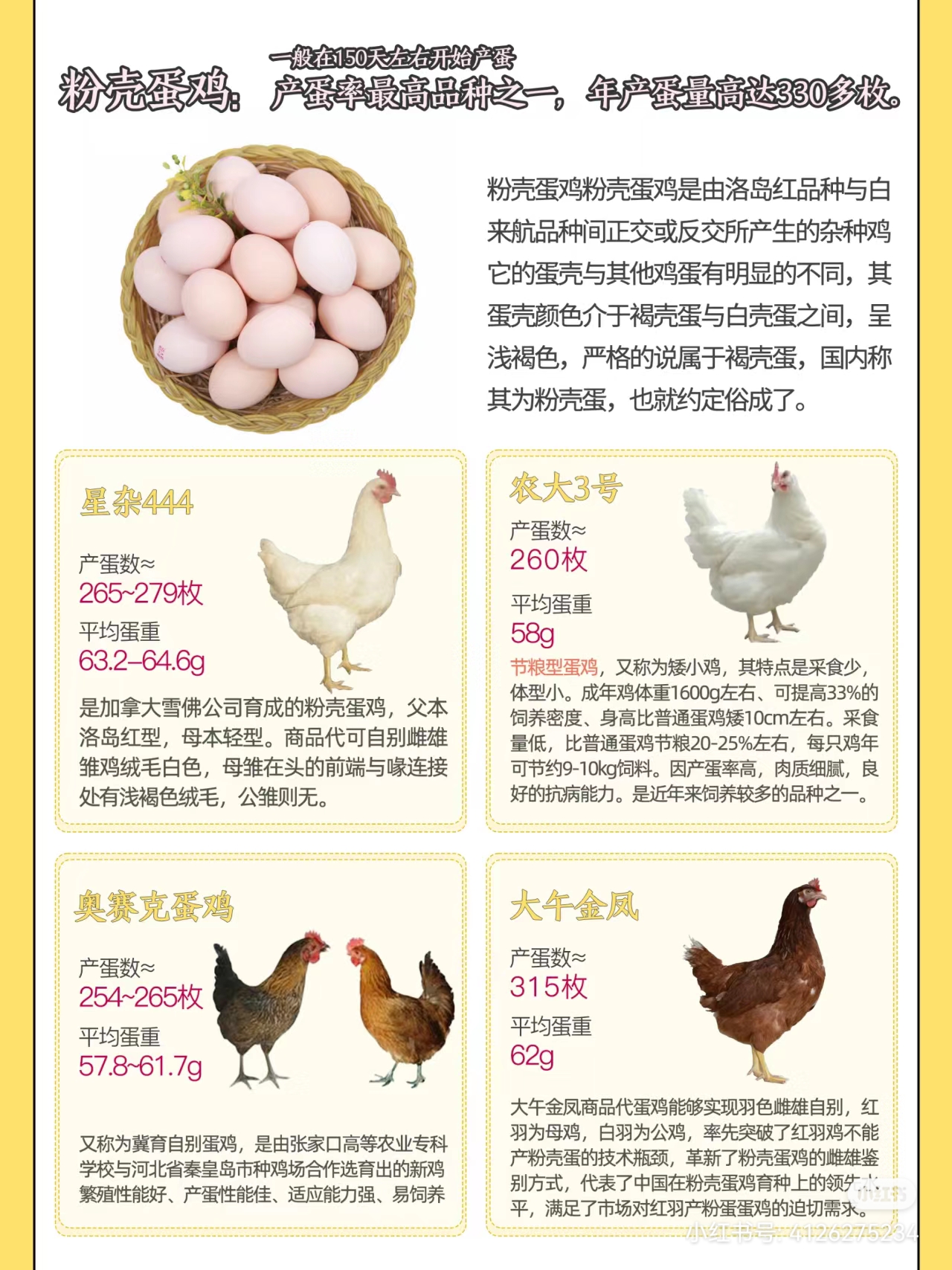 常见产蛋鸡一览,买对品种,一年四季都有鸡蛋吃!