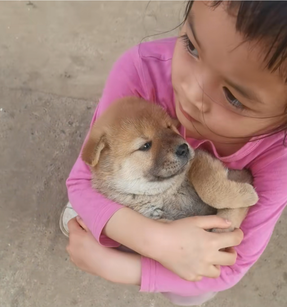 小土狗:就因为我很可爱,所以小主人天天抱着我,啦啦啦!