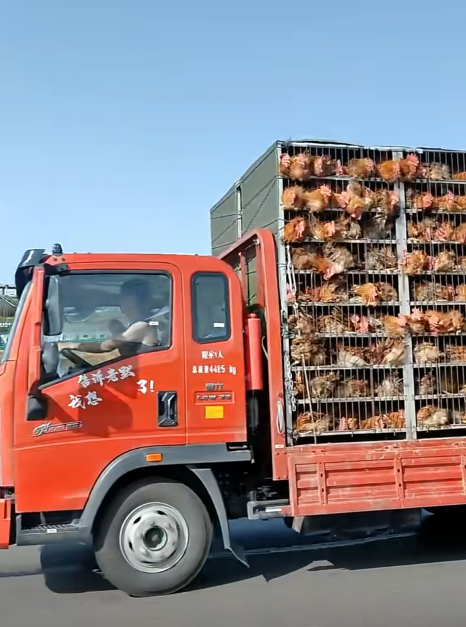 高速上淄博段偶遇,一车鲜活的小公鸡,这真是赴博赶"烤"啊.