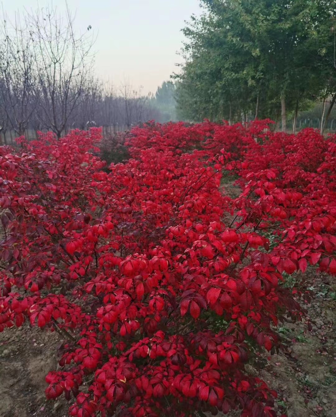 北方地区可做秋冬季节观赏的彩叶植物——火焰卫矛