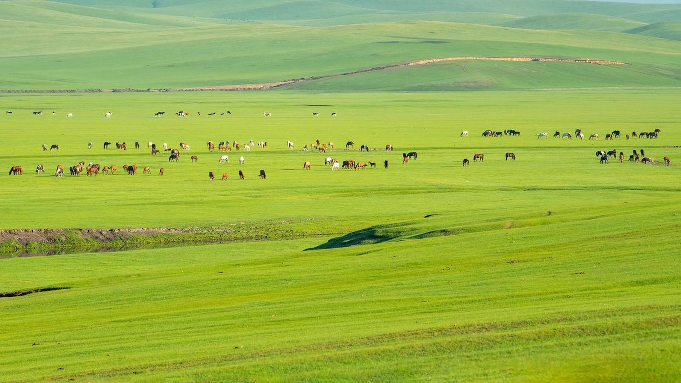 上山下海# 《美丽大草原》 呼伦贝尔大草原,牛羊肥壮漫山川.