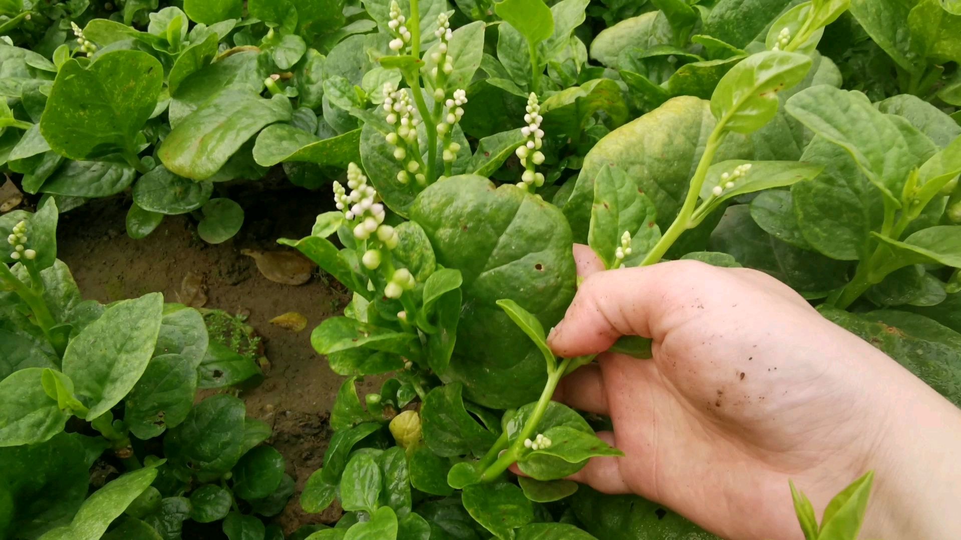 原来木耳菜的花是长这样?趁没有完全开花,赶紧摘了几把嫩的