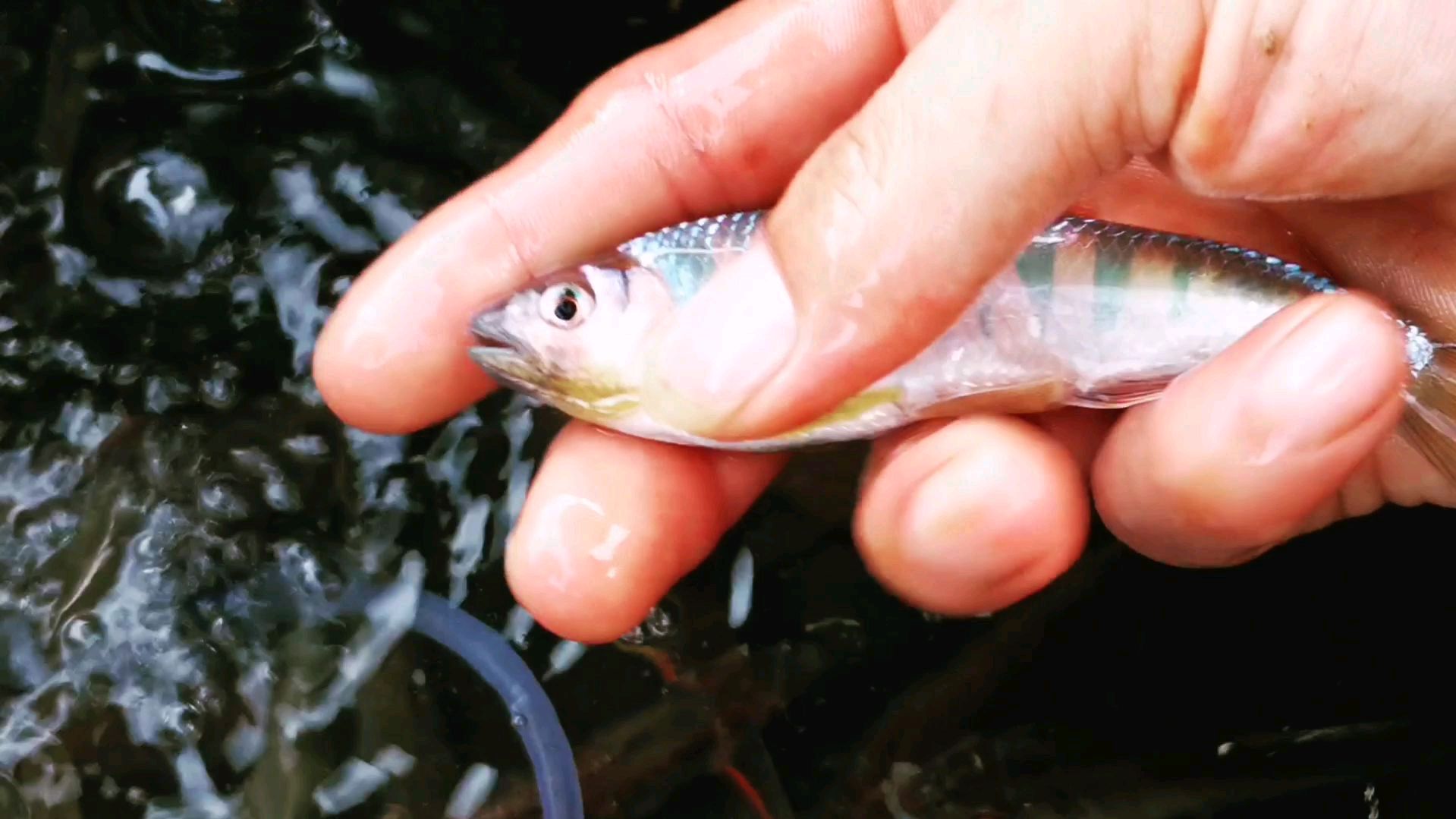 对水质要求极高的一种淡水鱼,五彩斑斓,身上条纹红蓝相间,漂亮