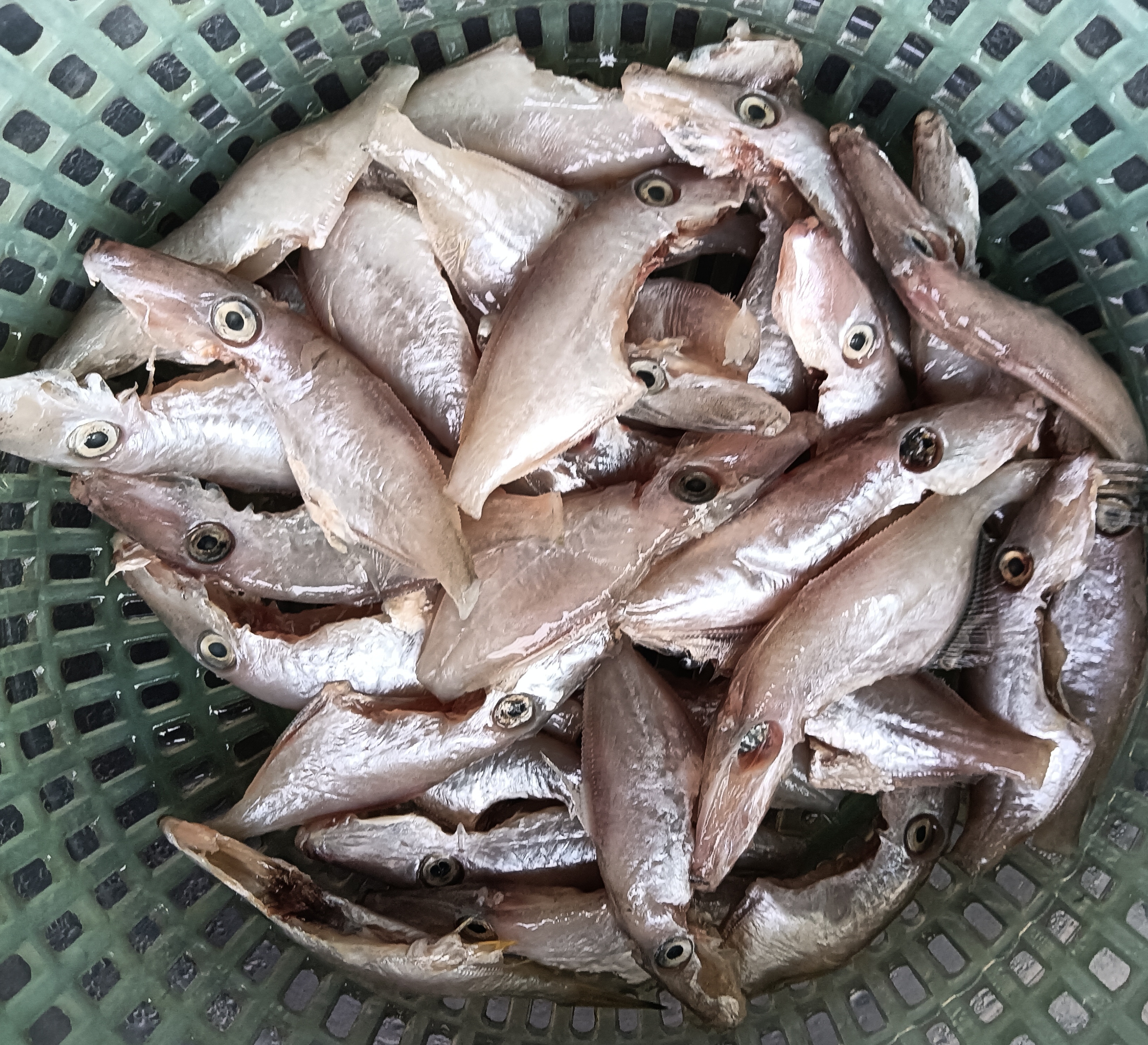 金不换番茄焖迪仔鱼,把鲜甜美味发挥得淋漓尽致