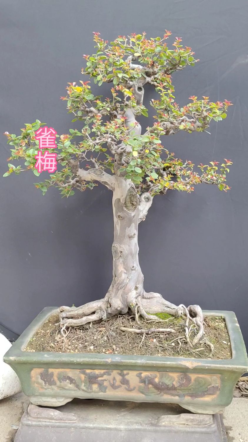 岭南盆景,红芽老桩雀梅