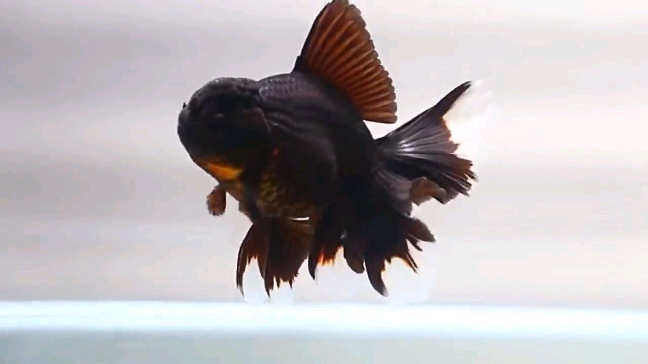 看过真正的泰国原装泰师金鱼,好像我们国产的一点也不差