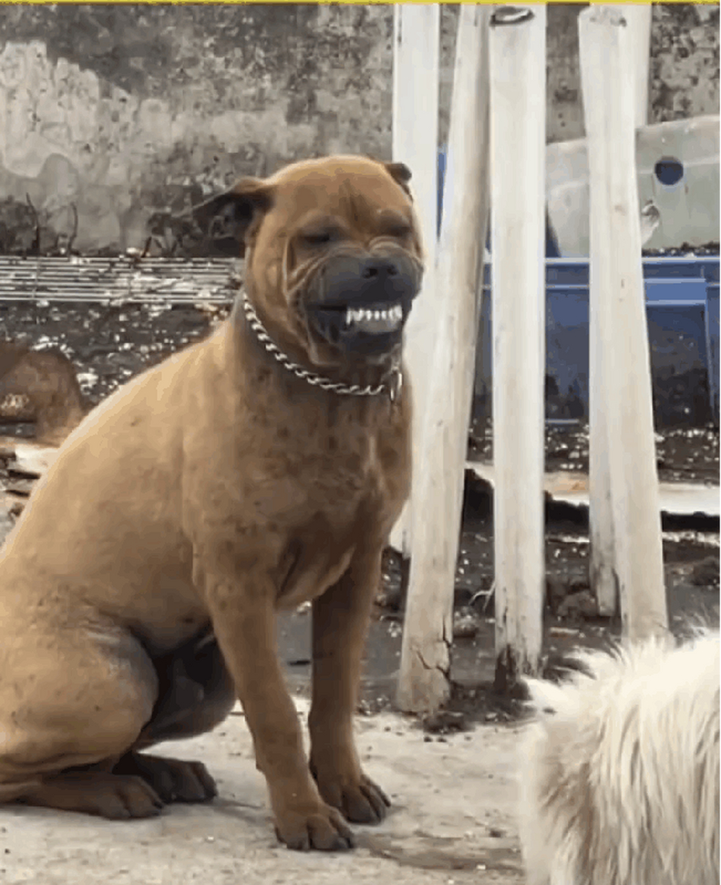 傻狗系列#搞笑# #搞笑动图