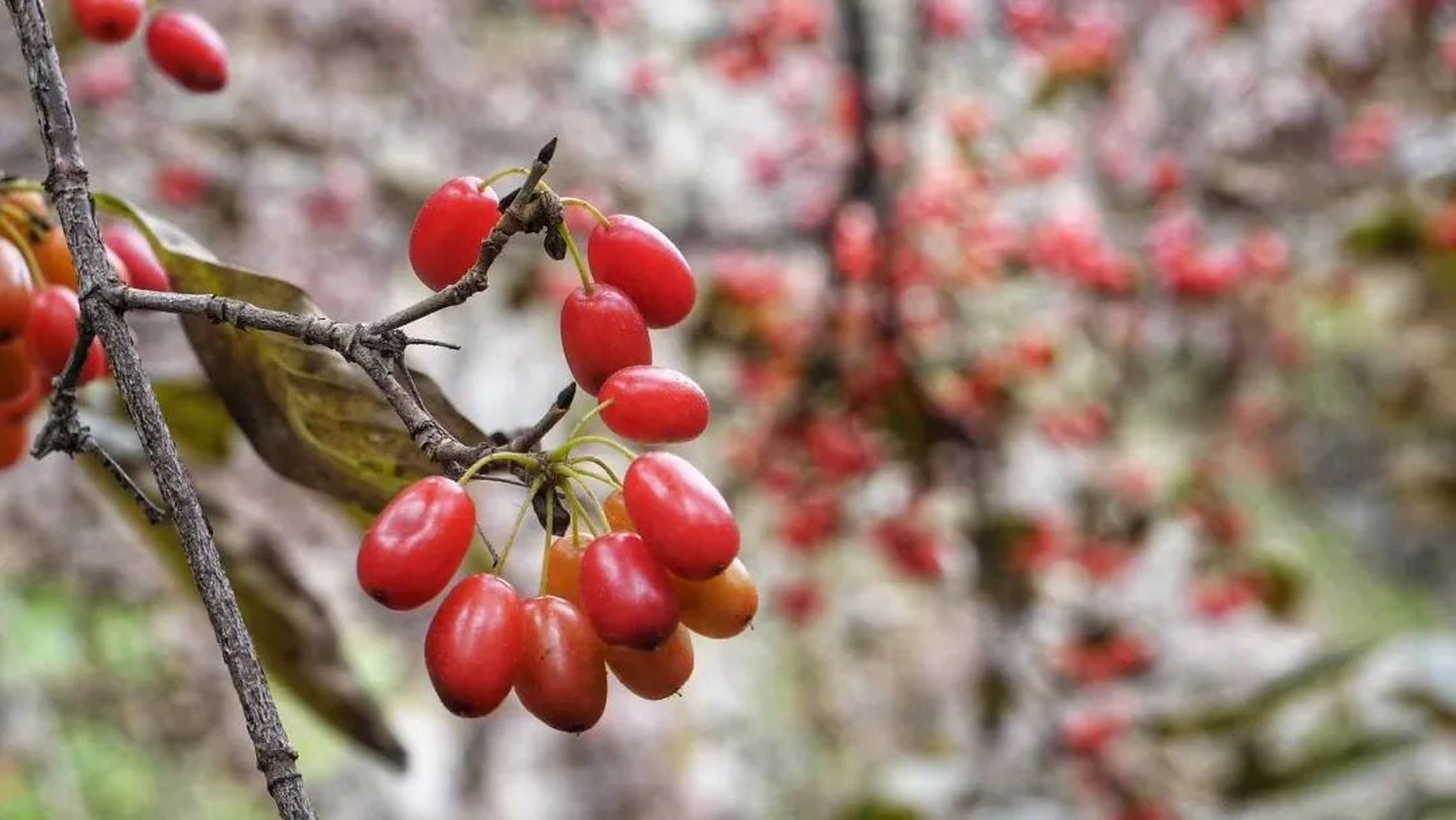 我眼中的秋天# 时值深秋,河南省西峡县老界岭的万亩山茱萸,鲜红透亮