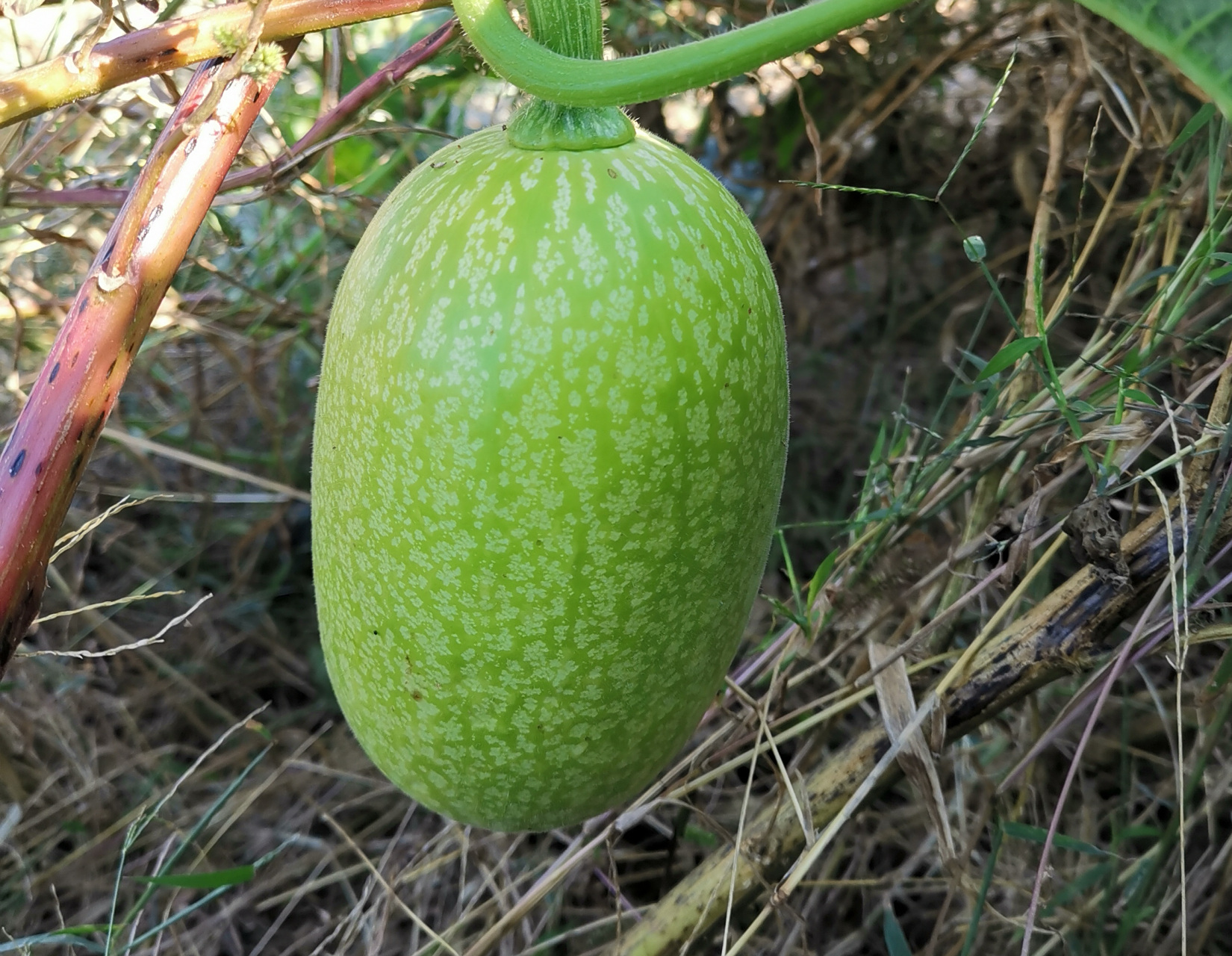 被这个瓜的花纹迷住了,星星点点,密密麻麻,看似无规律,却又均匀不