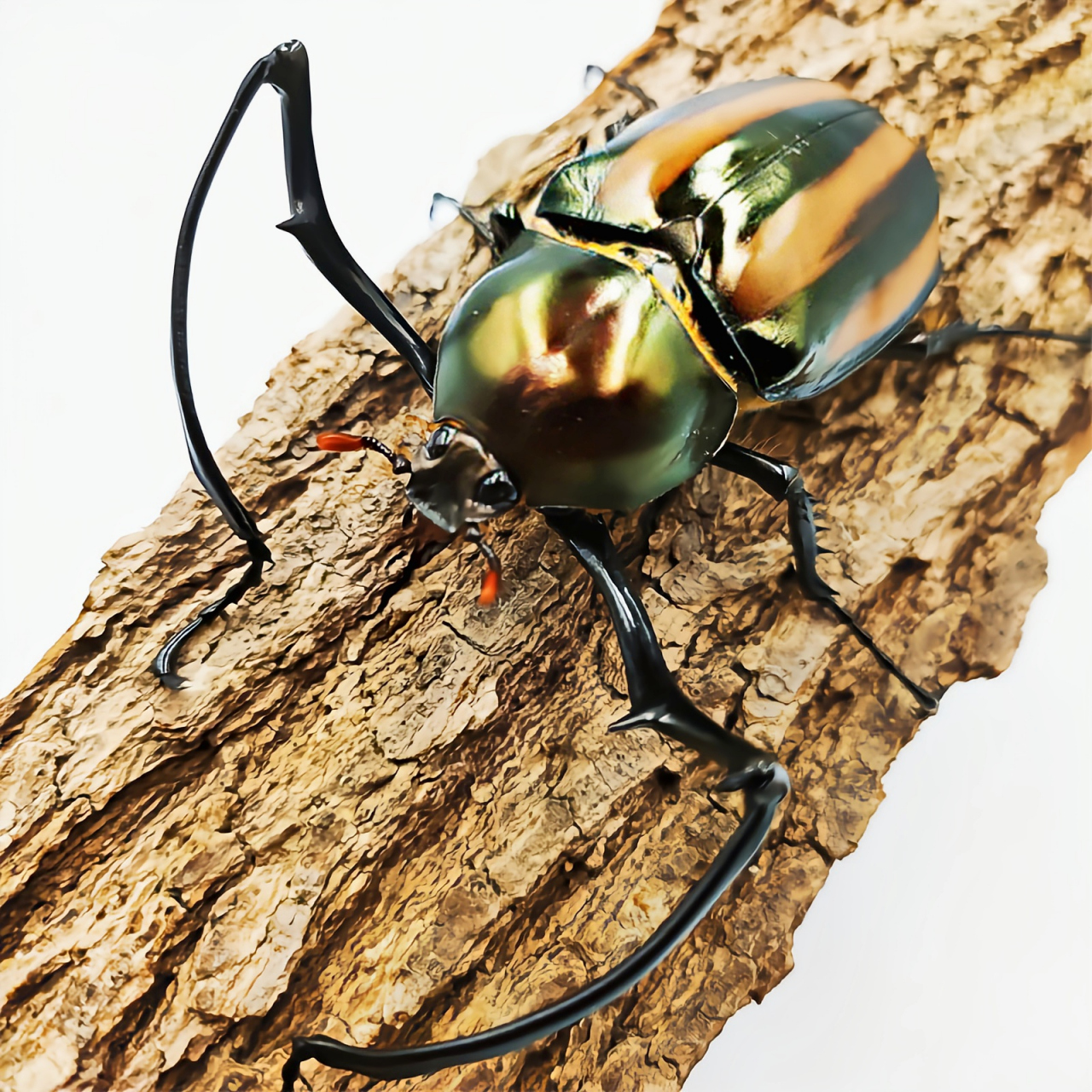 每天认识一种昆虫——西瓜皮长臂金龟 西瓜皮长臂金龟别名瓜皮臂金龟