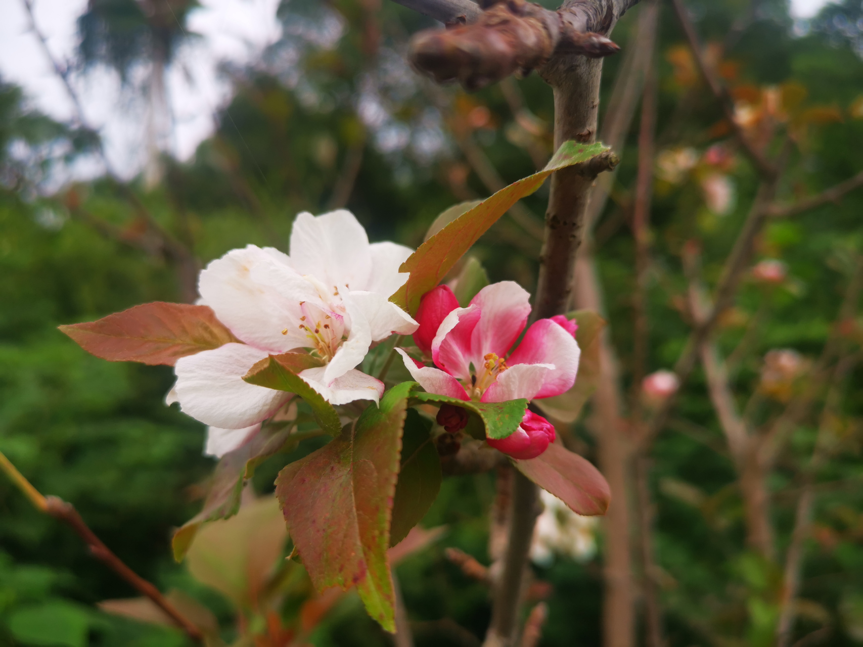 海棠花和苹果花的区别图片