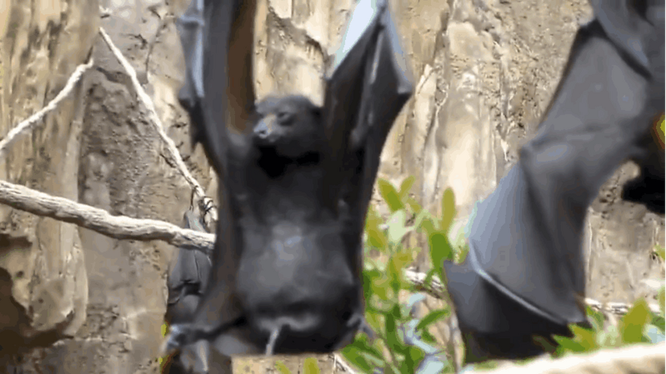 你知道蝙蝠是怎么尿尿的么?