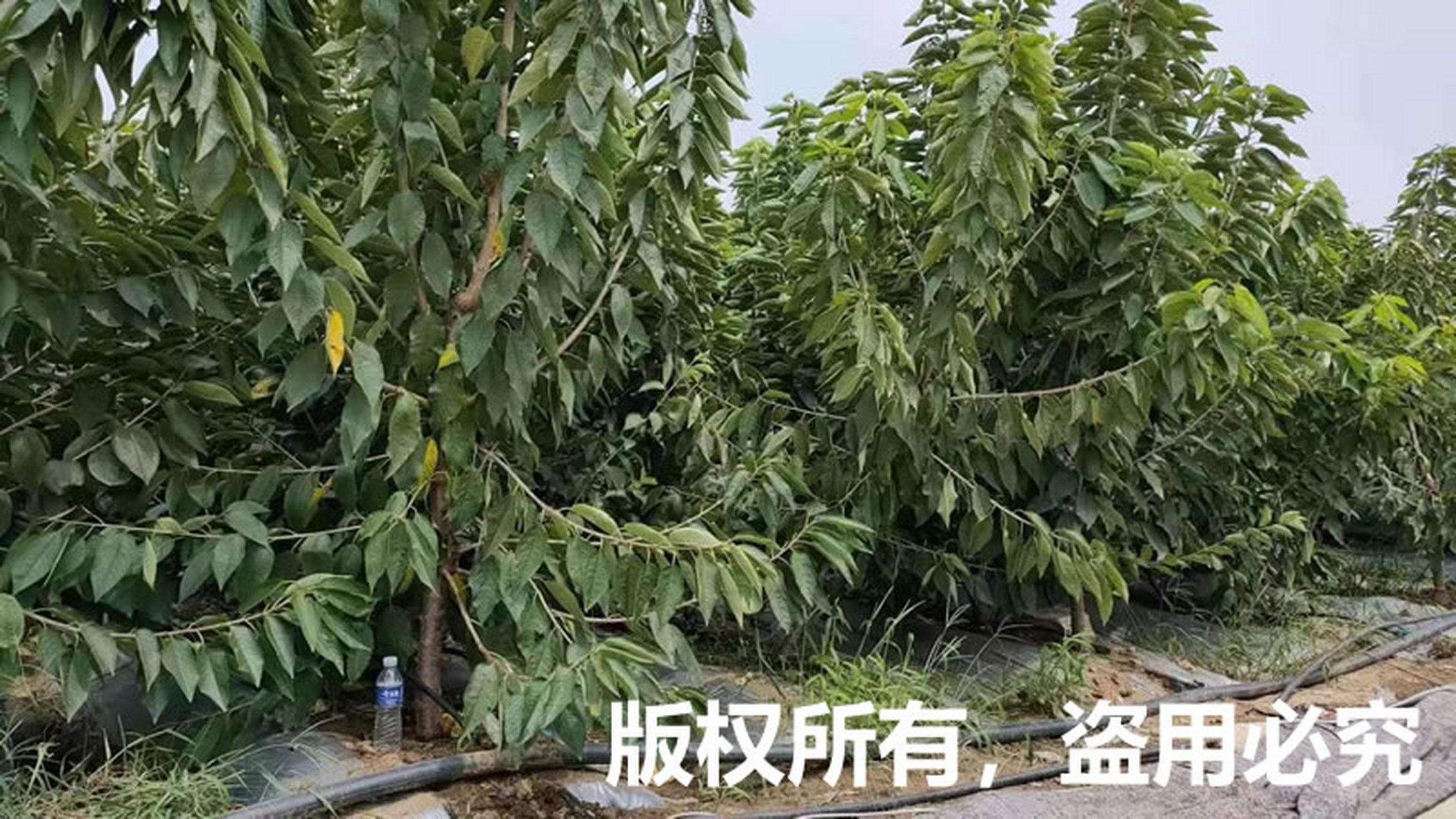 绿化树苗修剪视频