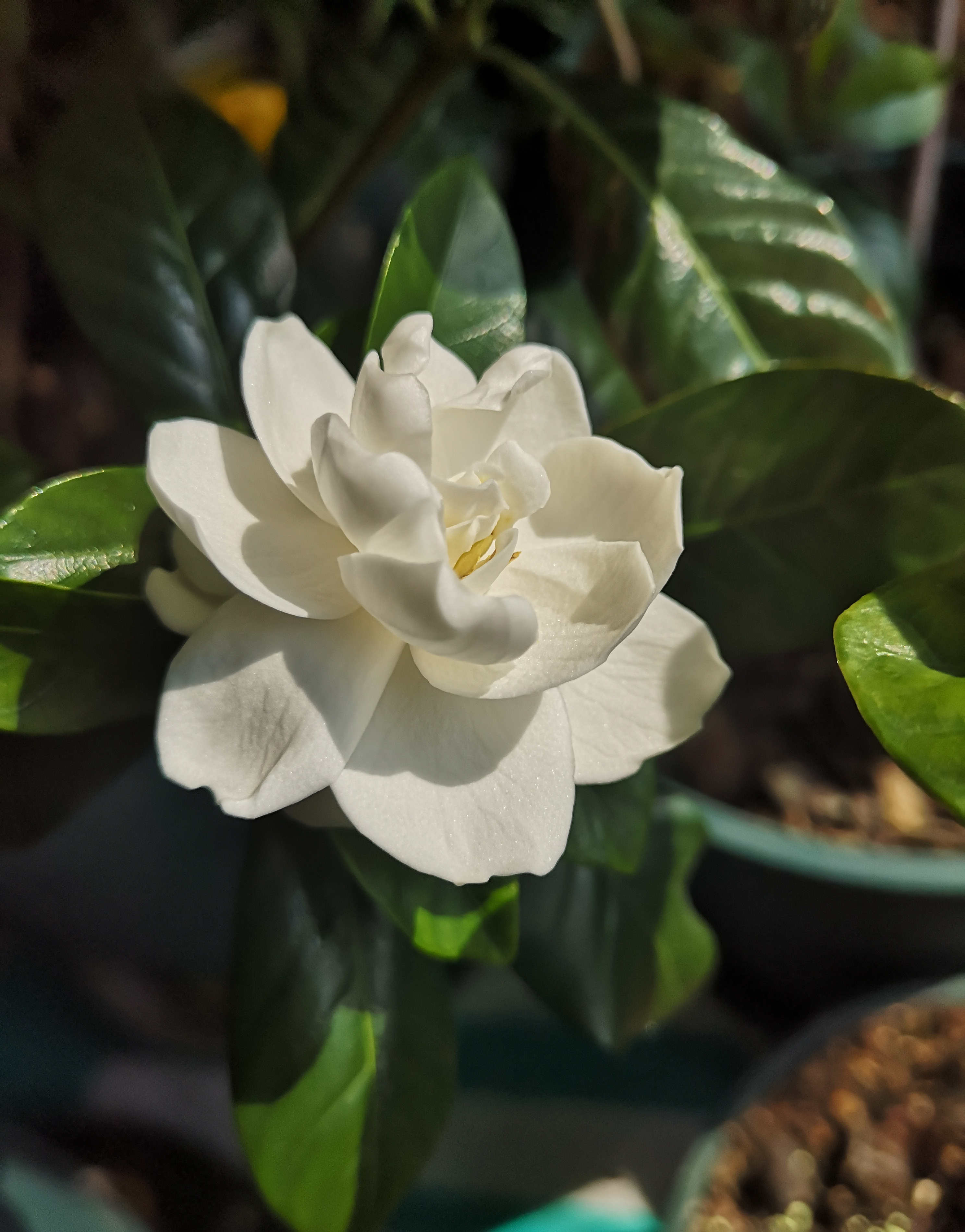 这可能是关于栀子花,最全面的攻略,快收藏吧