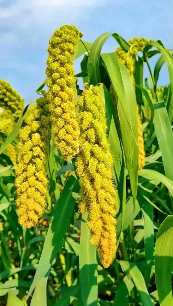 这狗尾巴草戒指95,狗味吧