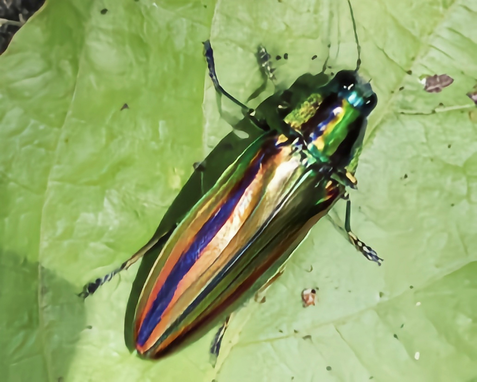 认识一种昆虫——宝石吉丁虫 宝石吉丁虫又名宝石甲虫,绿点椭圆吉丁