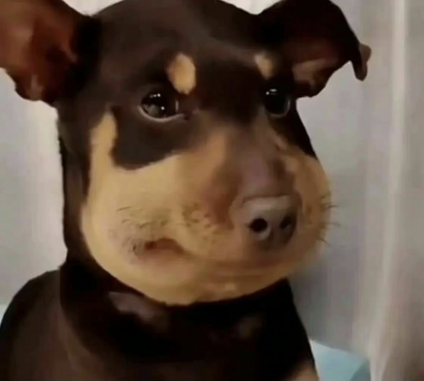 桑酒白鹿被蛰了以后直接撞脸蜜蜂小狗