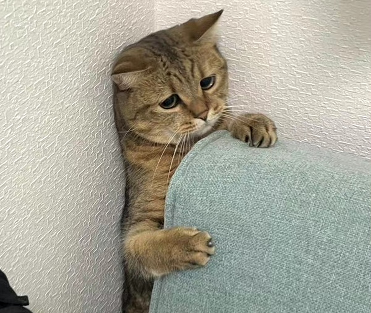 今天去朋友家玩,看到她家小猫咪躲在沙发后面露出了委屈又迷茫的眼神