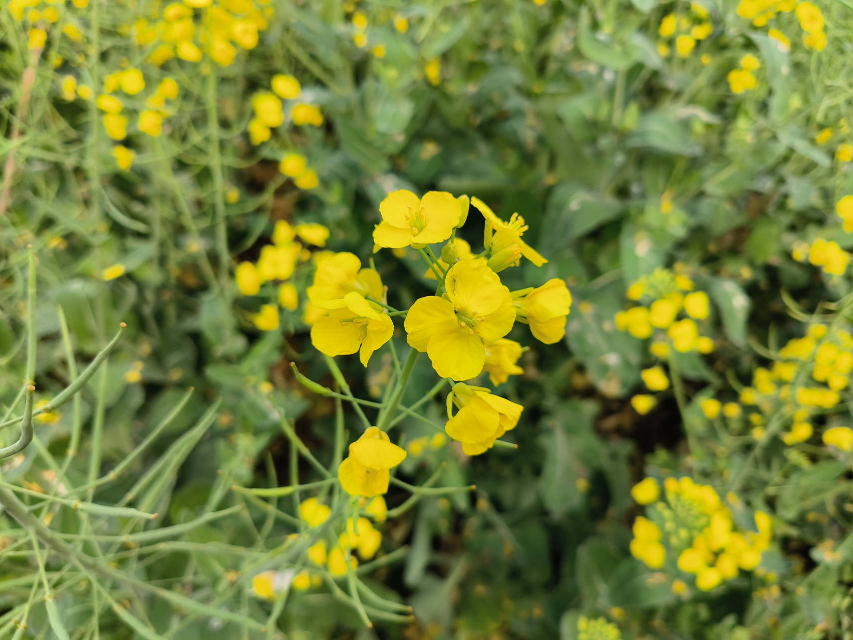 芸薹是十字花科,芸薹属二年生02草本02植物,高