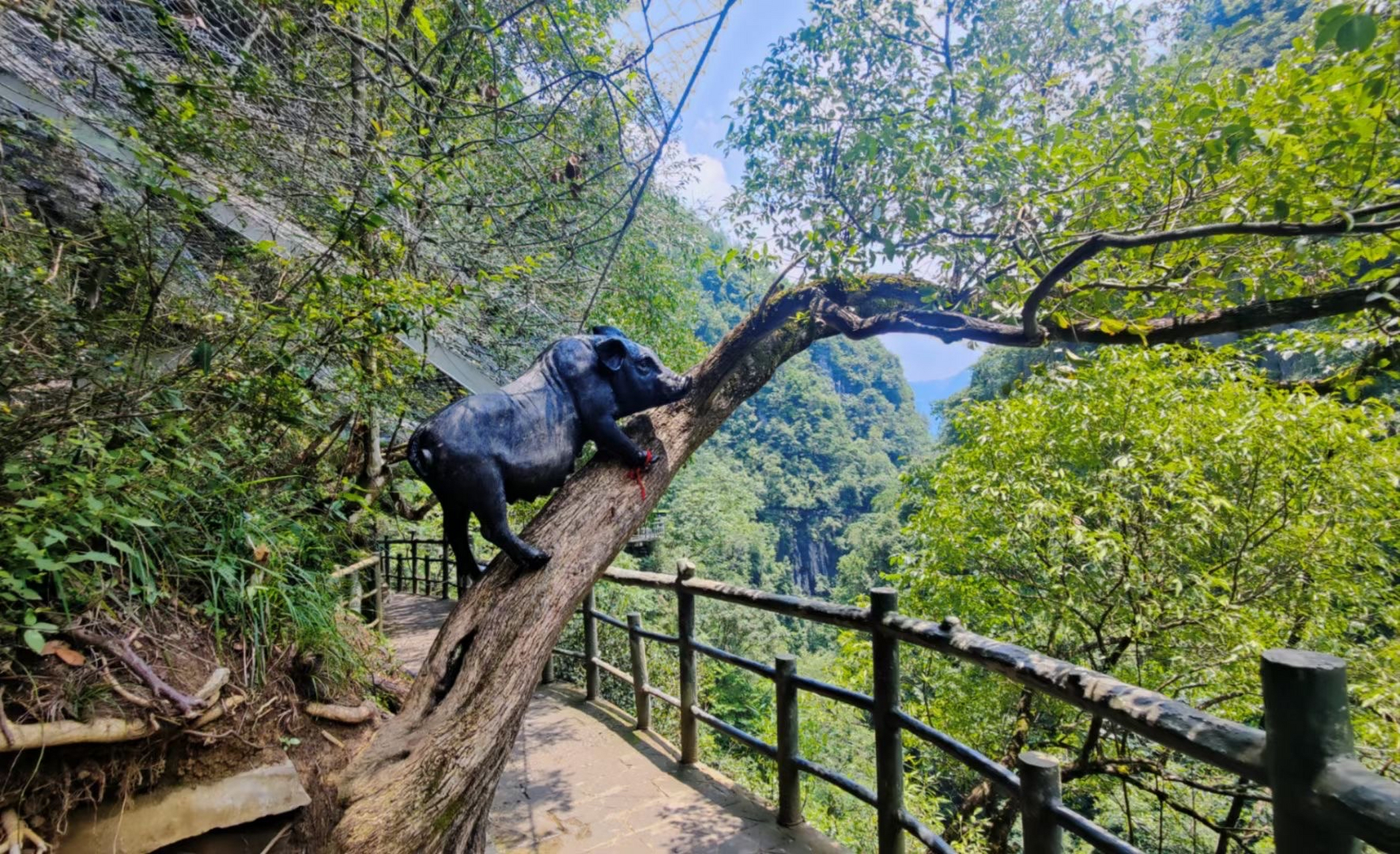 母猪会上树[笑哭]