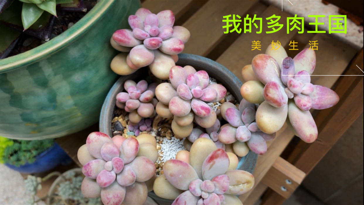 肉肉度夏是大家公认的难题!各种常用药的预防措施你都做了吗?