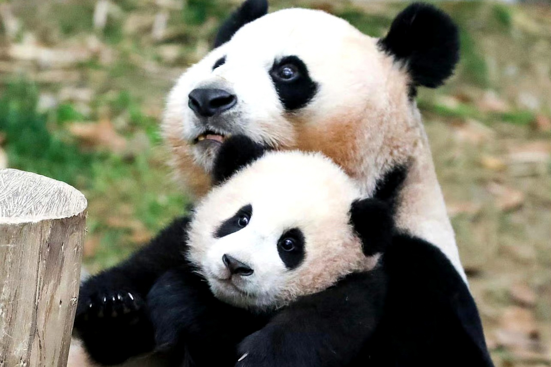大熊猫长大后的样子图片