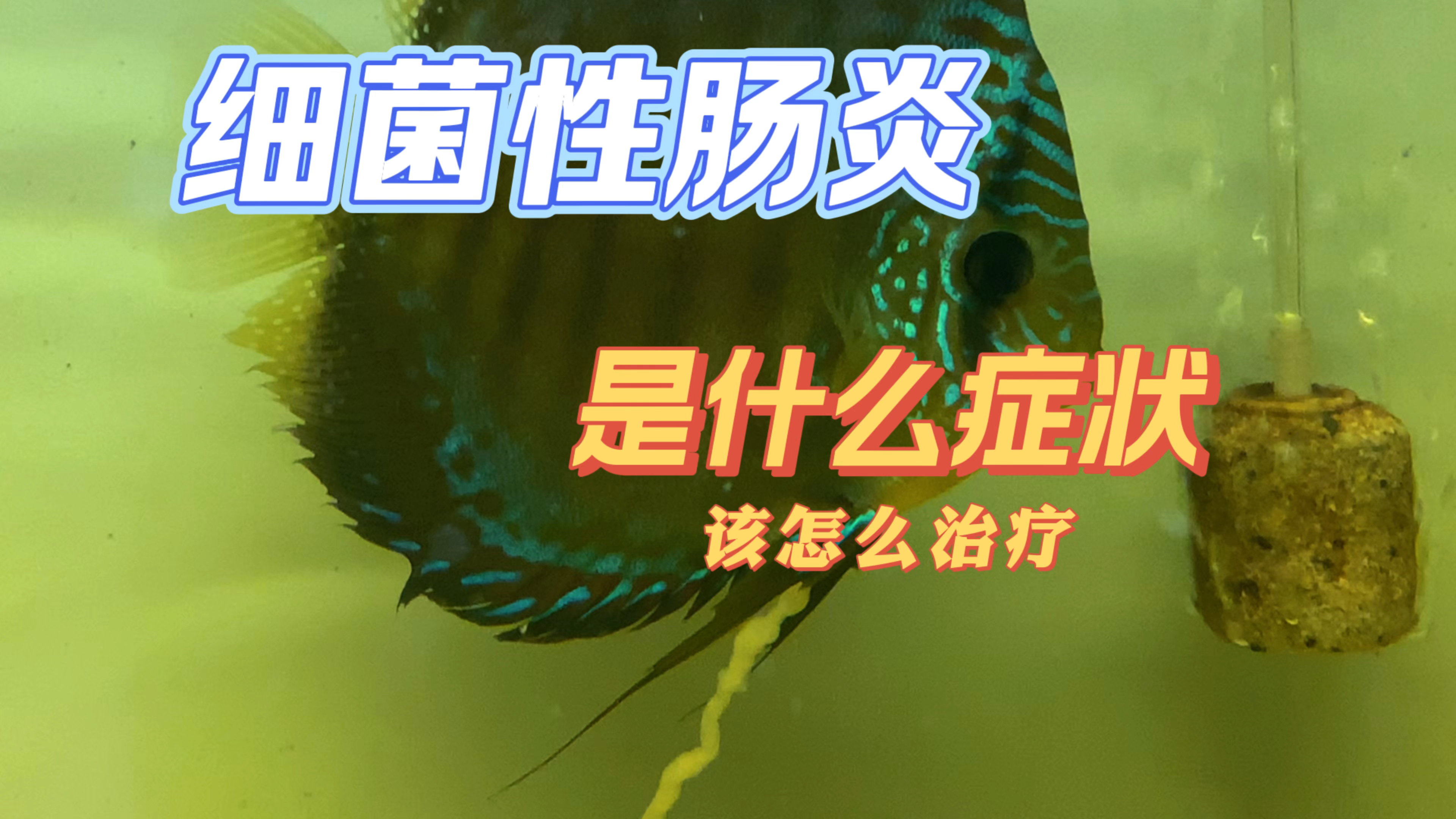 细菌性肠炎是什么症状，该怎么治疗。今天给大家分享一个中药配方