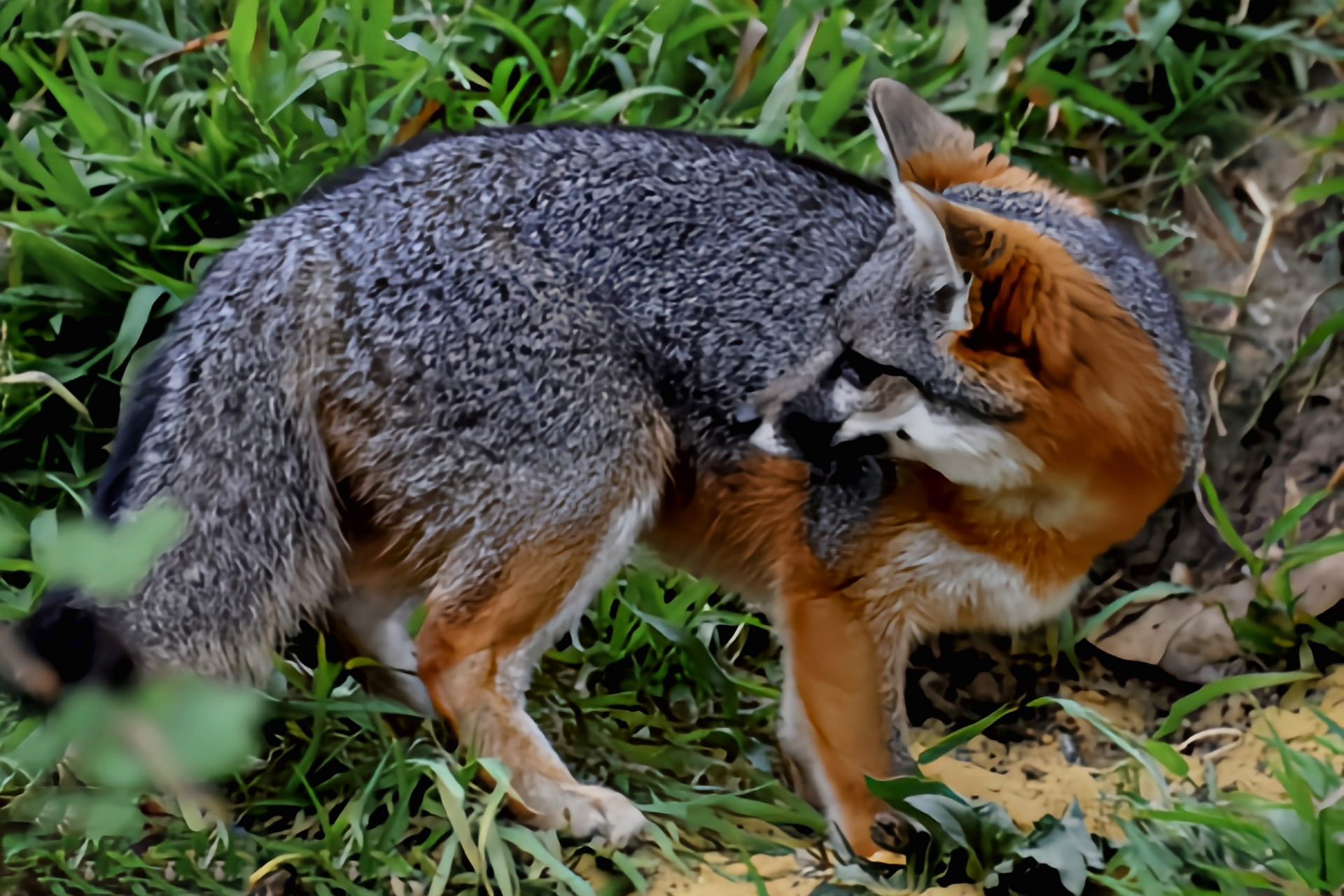 每天认识一种动物——岛屿灰狐 岛屿灰狐别名短尾狐,海岛灰狐,只生活