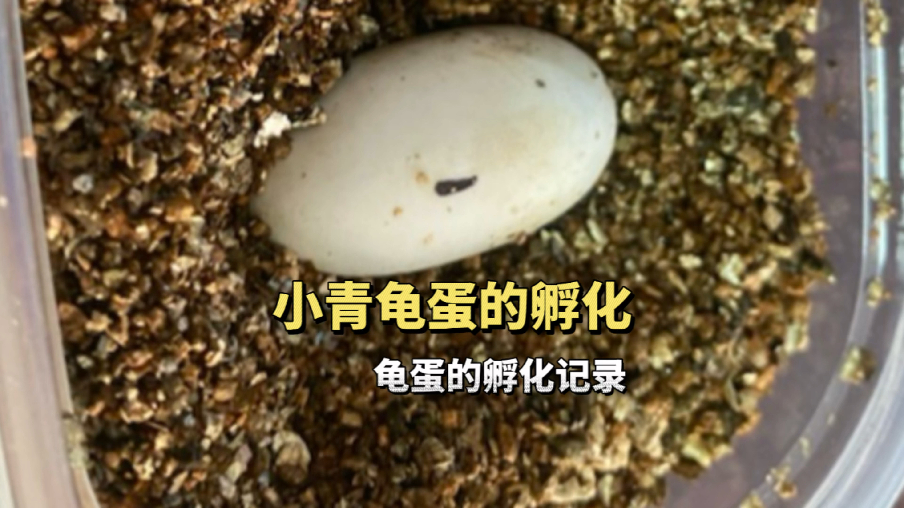 小青龟蛋孵化的过程,龟蛋孵化的湿度和温度,怎么孵化龟蛋