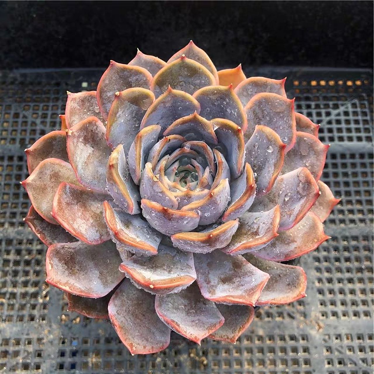 菲奥娜,菲欧娜,拟石莲属echeveria lidia 品种介绍 丽娜莲的杂交
