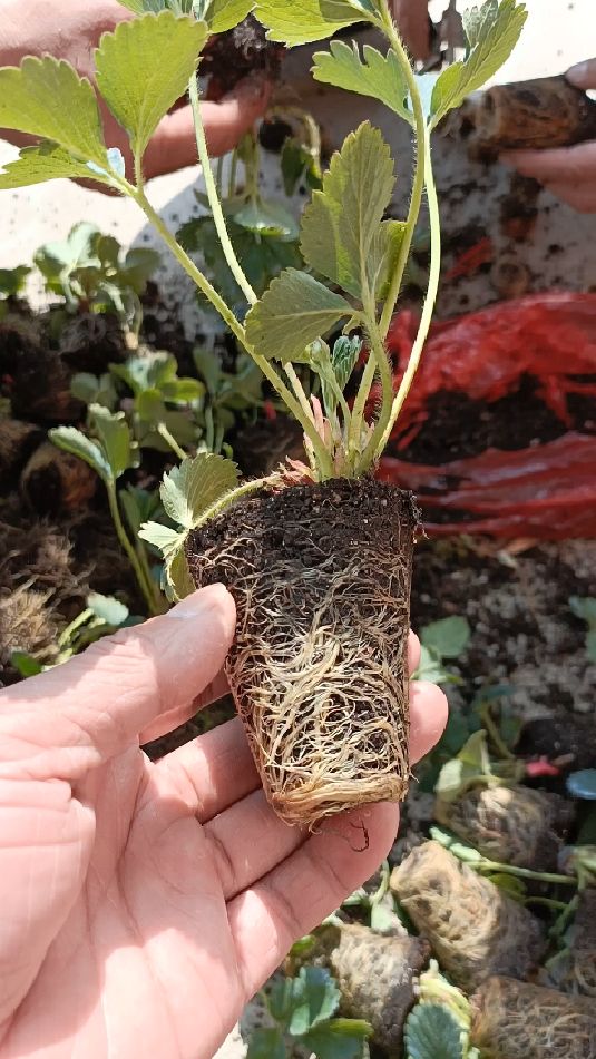 大叶红颜九九草莓苗