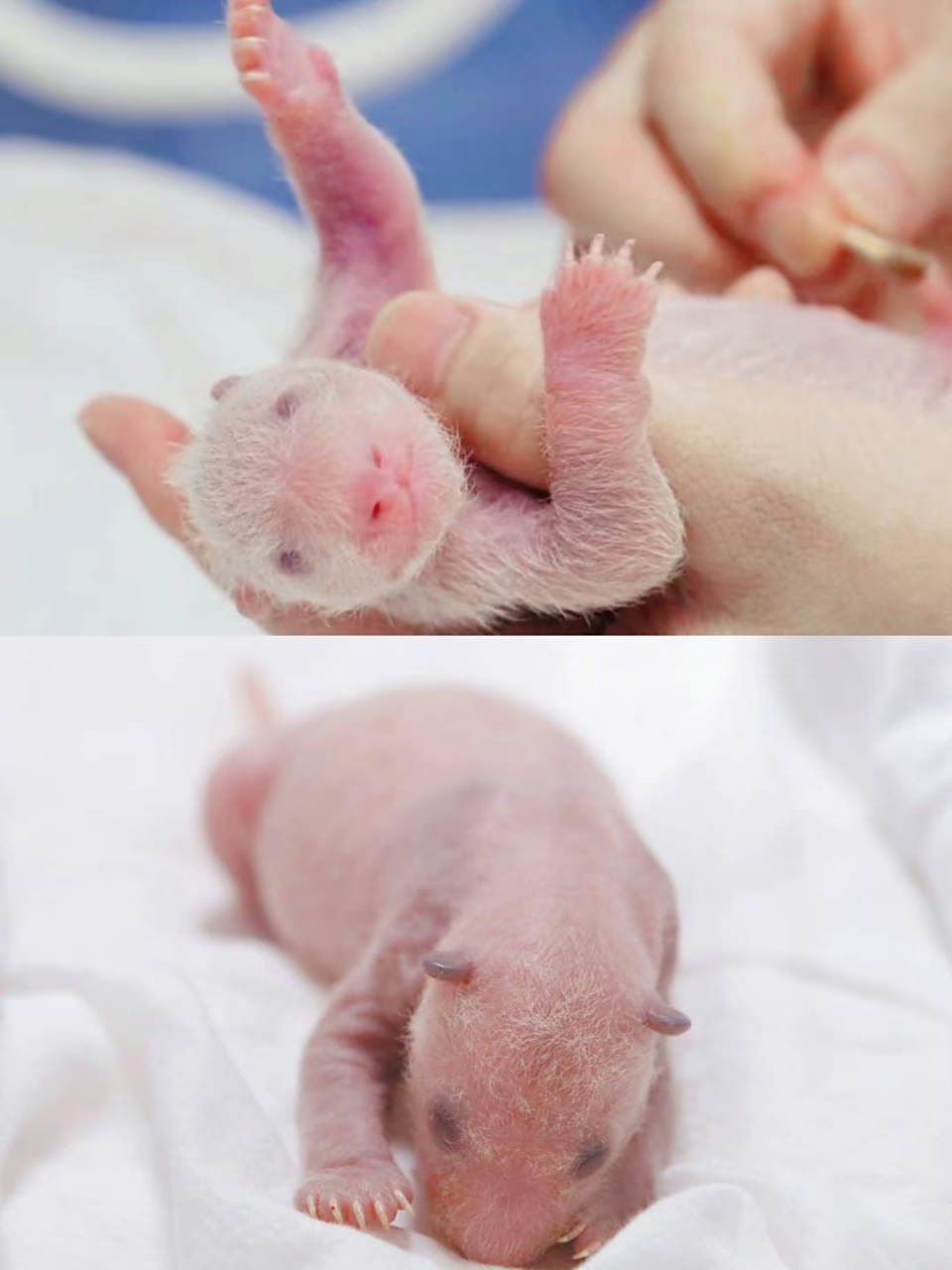 暴风式成长的大熊猫"福宝"小时候太可爱了,眼睛晶晶亮,笑起来治愈人心