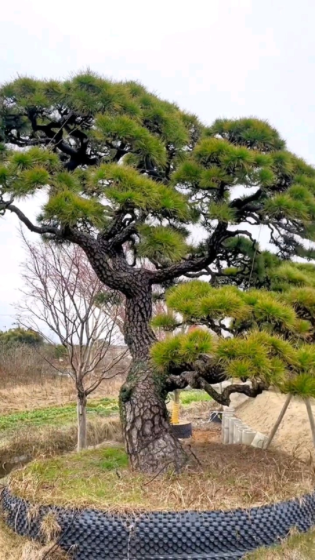 一棵只有价值没有价格的孤品大黑松,谁与争锋!您猜最终会谁出现在谁家