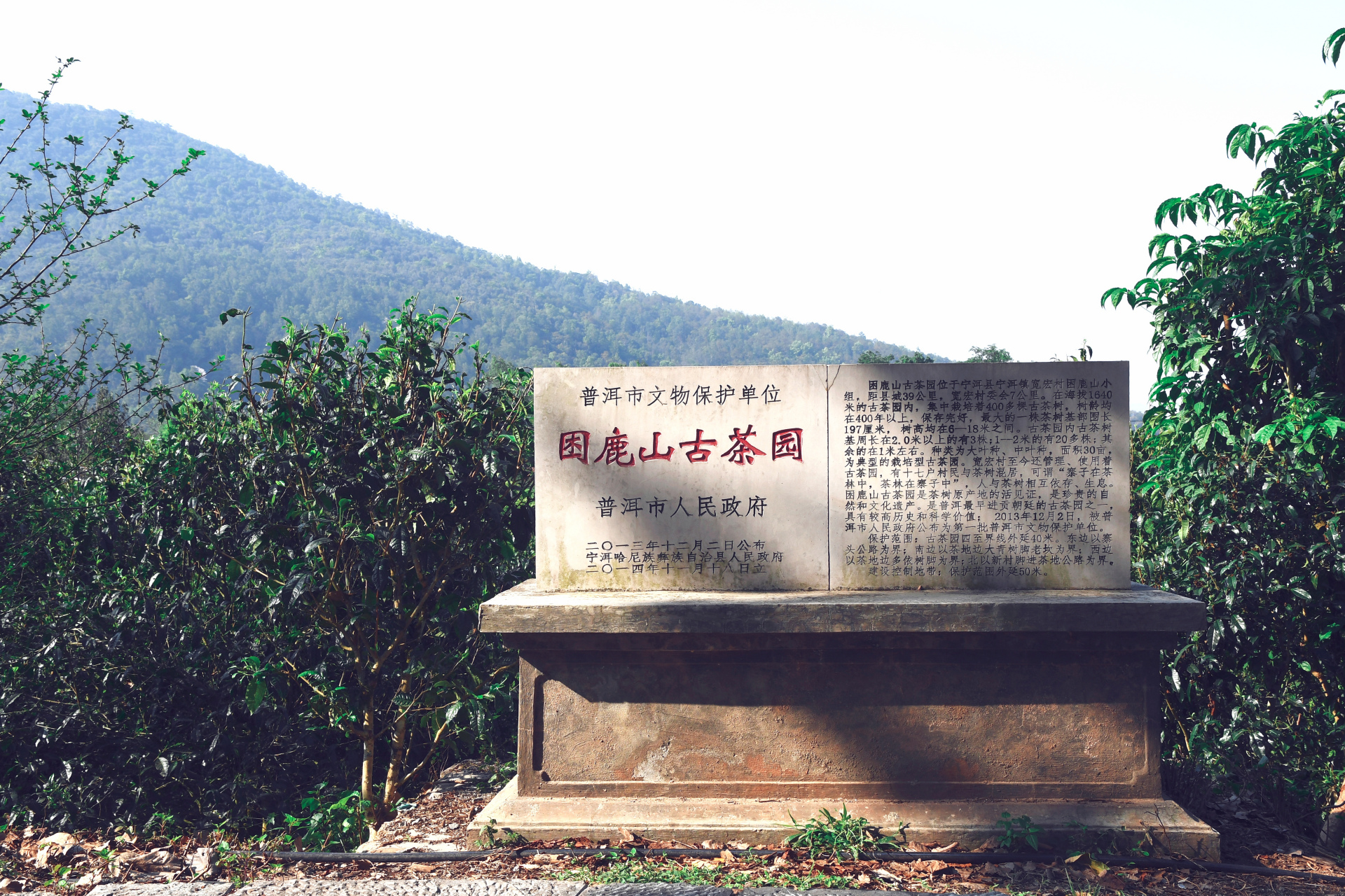 宁洱县困鹿山古茶园,据说曾经是皇家古茶园,但没有可以确信的史料记载