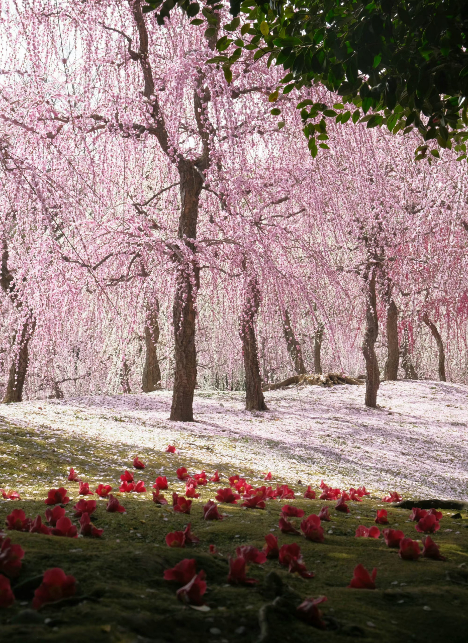 更多京都梅花林的照片,古朴浪漫 像置身在古画中94961501也