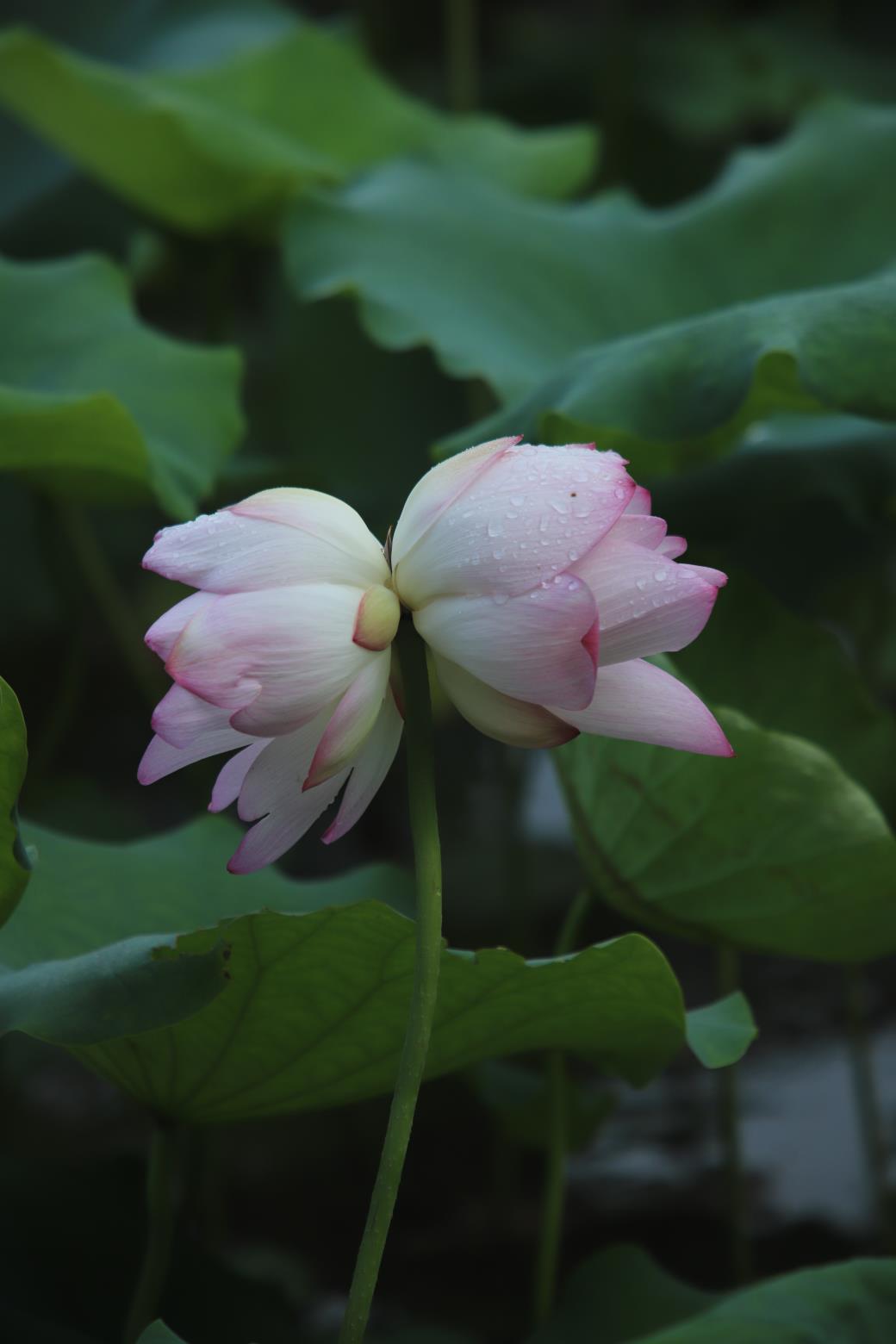 并蒂莲花难常见