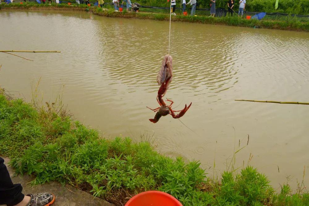童趣?铜陵夫妻河边洗鸡肠顺带捞小鱼,一个菜变成两个菜