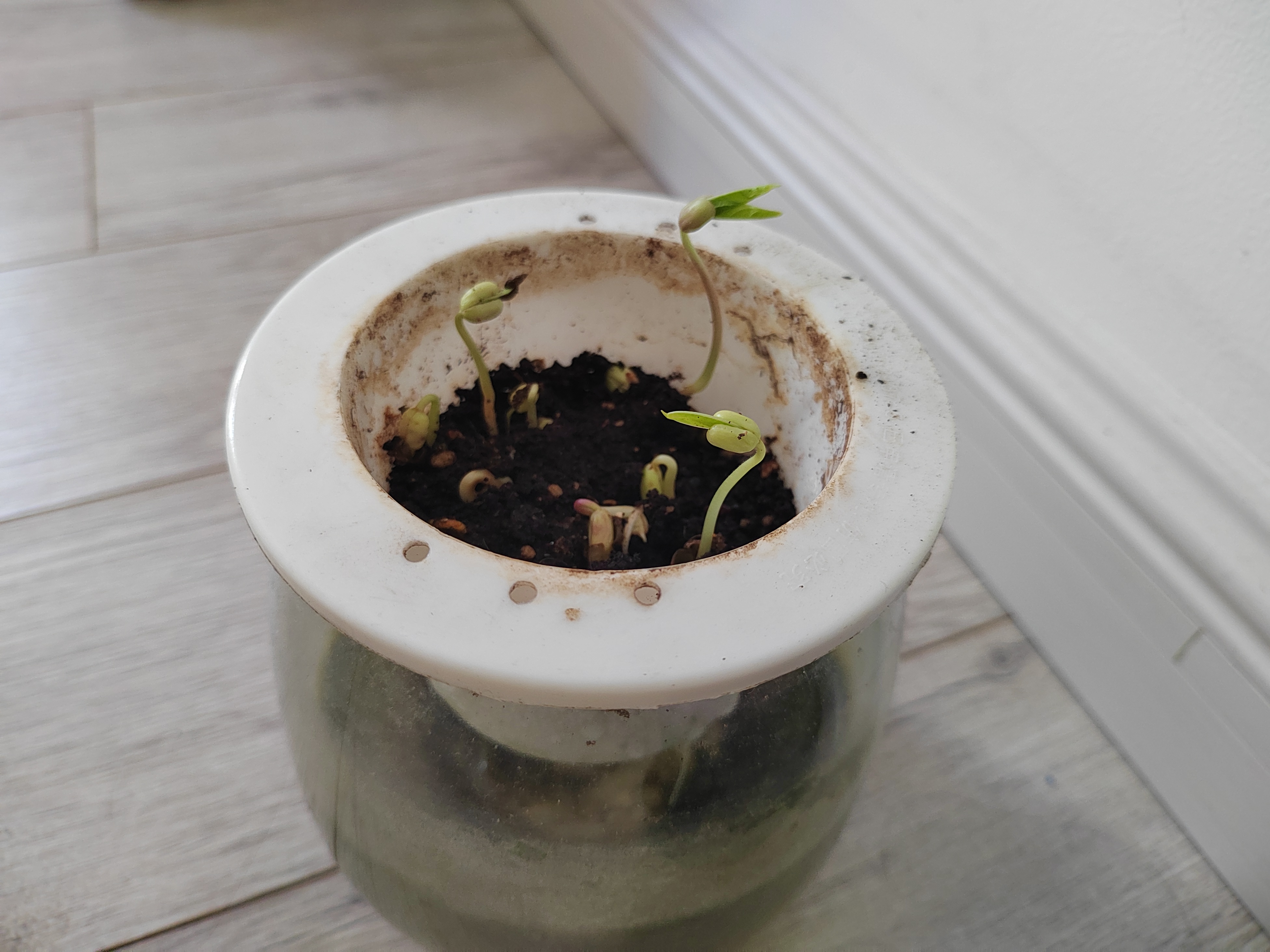 小学四年级上册观察日记:绿豆成长记二